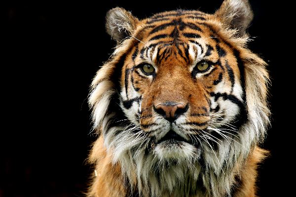Old Sumatran Tiger Eyes | Tiger Facts and Information