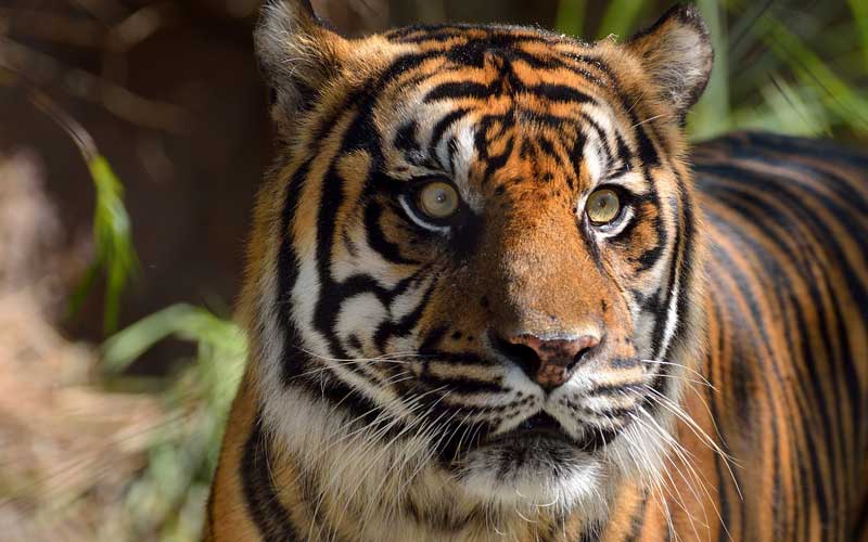 What facts contribute to tigers being an endangered species?