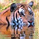 Tiger Infomration Tiger Information