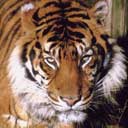 Tiger Facts Tiger Facts
