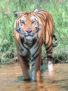 Tiger main Tiger