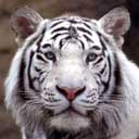 Humans and tigers Humans and tigers