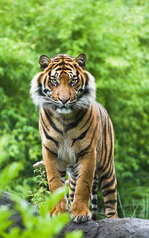 Bengal Tiger - Tiger Facts and Information