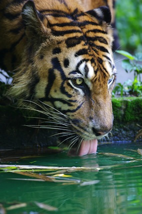 Malayan Tiger drinking water_400