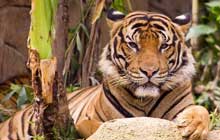 Malayan tiger - Panthera tigris jacksoni