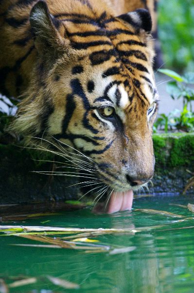 Malayan Tiger Drinking Water