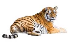 siberian tiger laying