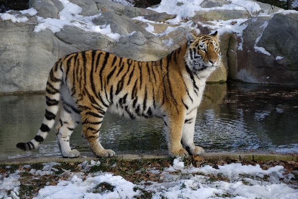 Siberian Tiger Standing