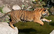 Tiger Image Gallery - Tiger Facts and Information