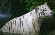 white tiger cooling in water