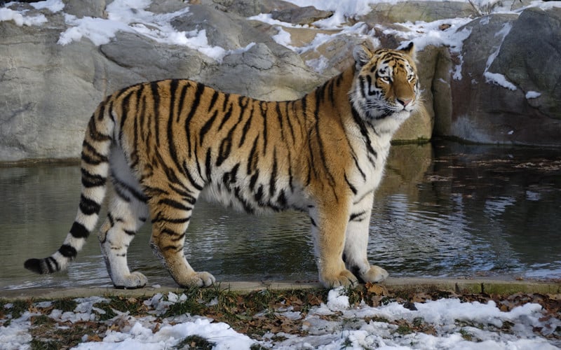 Características anatómicas de los tigres.