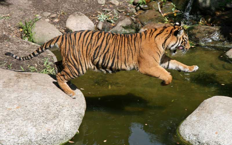 ¿Qué animal es enemigo del tigre