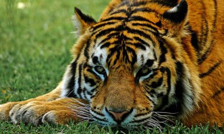Tigers Endangered