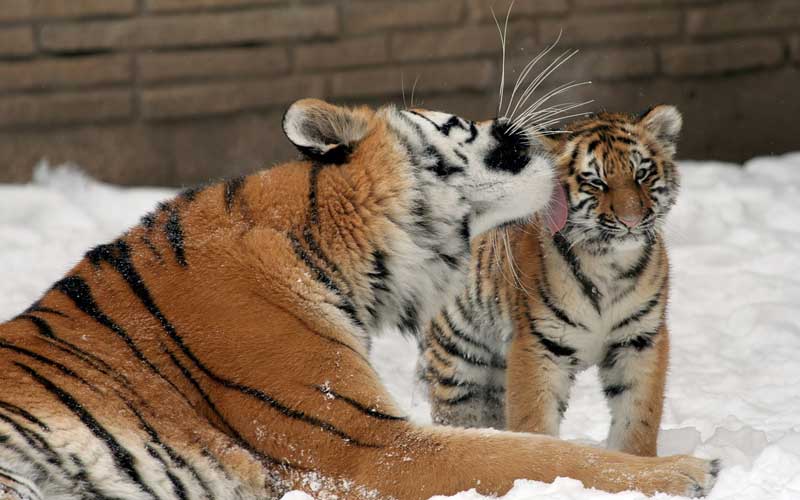 Esfuerzos de Conservación para los Tigres