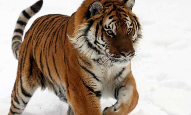 Subespecies de Tigres