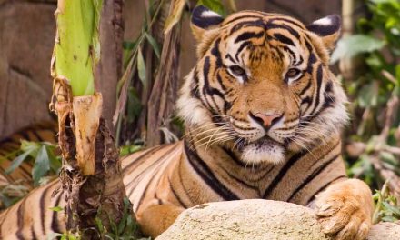 Tiger Distribution and Habitat
