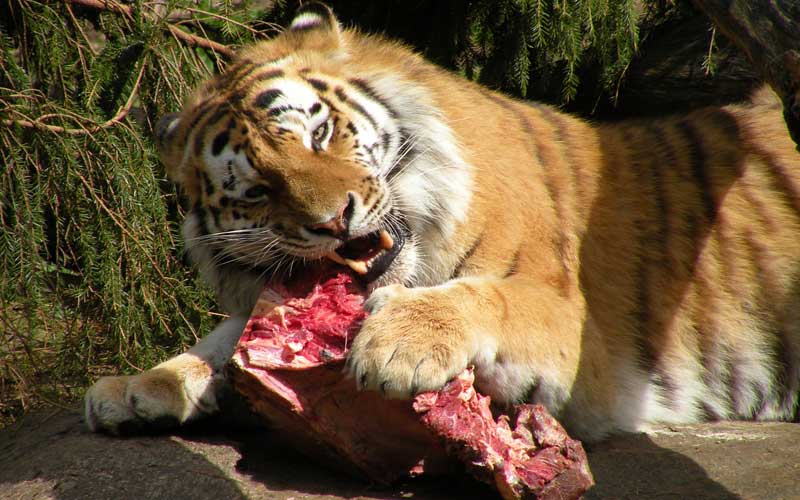 Hábitos alimenticios de los tigres.