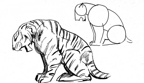 Cómo dibujar un Tigre - Tigres Información y Características