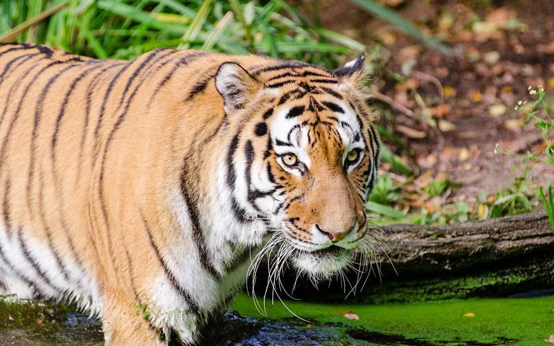 Indochinese tigers
