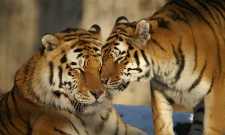 Reproducción de los Tigres