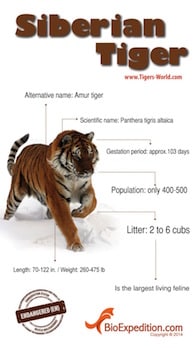 Siberian Tiger - Tiger Facts and Information