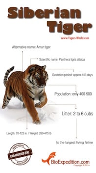 Siberian Tiger - Tiger Facts and Information Siberian Tiger - Tiger Facts and Information
