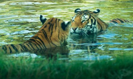 Tiger Predators - Tiger Facts and Information