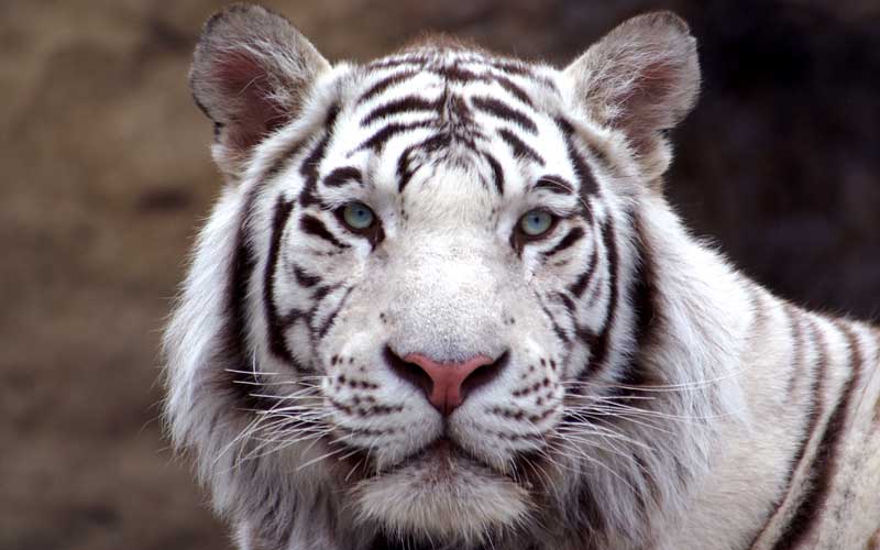 Hybrids Between Tiger Subspecies