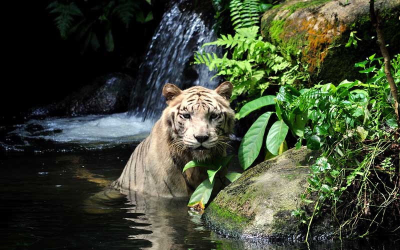Tigers in Captivity - Tiger Facts and Information
