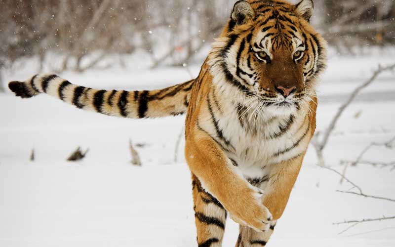 Anatomy of the Siberian tiger.