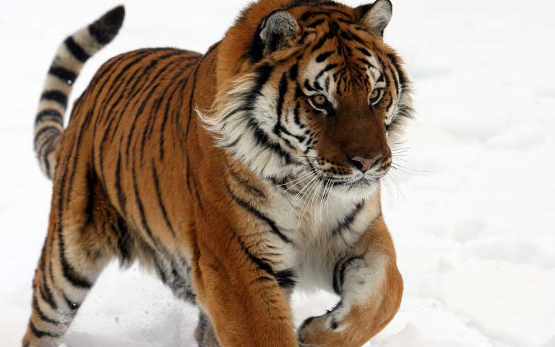 Siberian Tiger Classification Chart