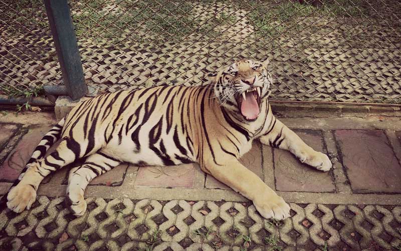 Tigres en Cautiverio