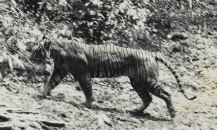 Subespecies Extintas de Tigre